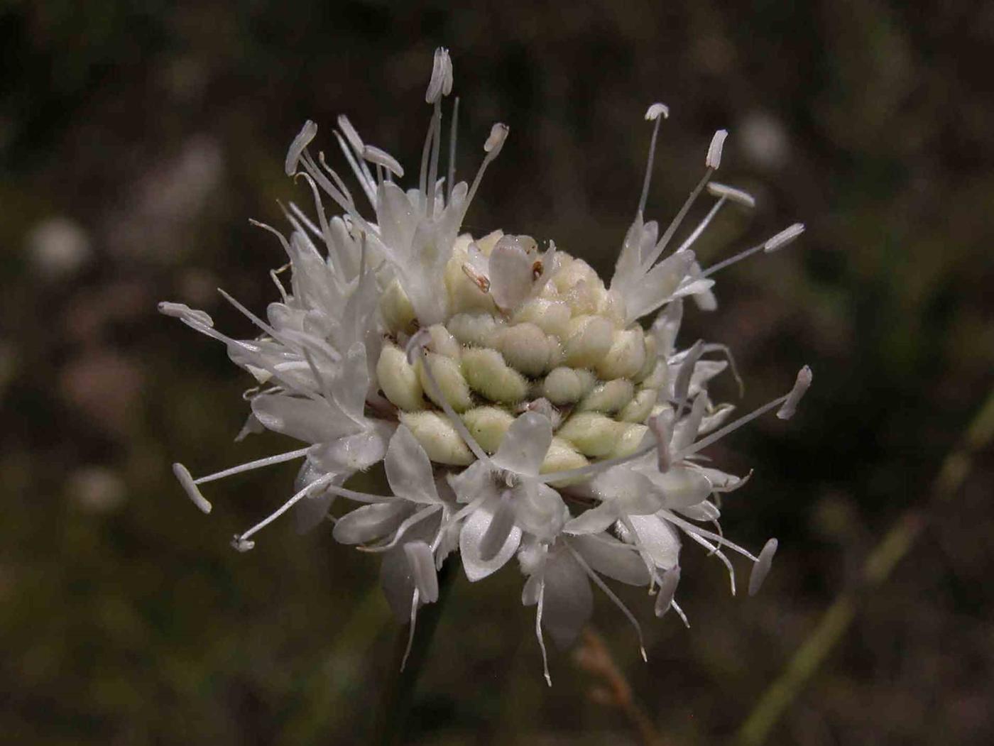Cephalaria flower